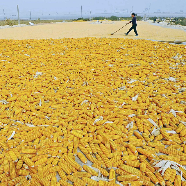 FAO, buğday ve mısır üretiminde 2026 tahminini güncelledi